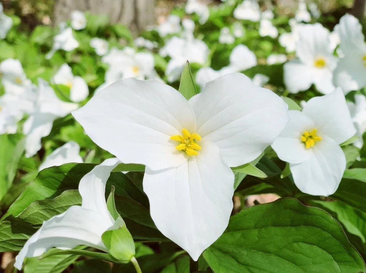 White Trillium Bulbs - 10 Bareroot Plants - Trillium grandiflorum - Zones 4-8