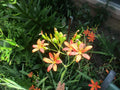 Iris Seeds - 60 Fresh Blackberry Leopard Lily - Iris domestica - Perennial Flower for Garden & Pollinator Attracting