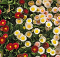 Daisy Seeds - English Mixed Color Groundcover for Borders & Rock Gardens - 1000 Seeds - Leucanthemum vulgare
