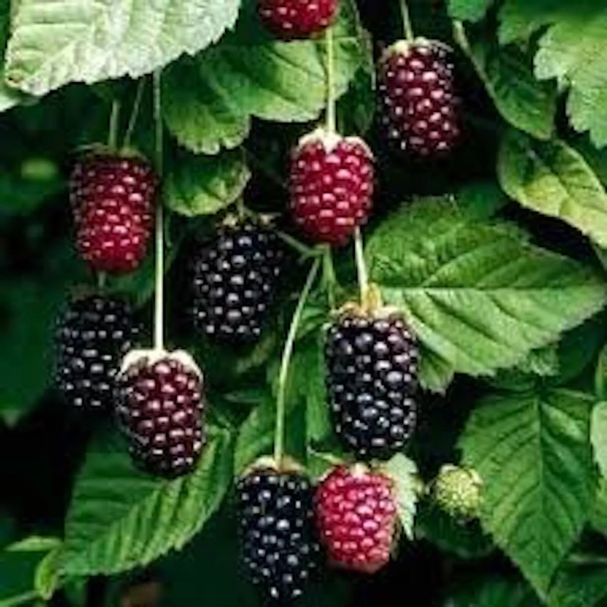 Boysenberry Plant Starter - Thornless Rubus ursinus × Rubus idaeus Hybrid Berry Shrub for Garden, Perennial Fruit Plant