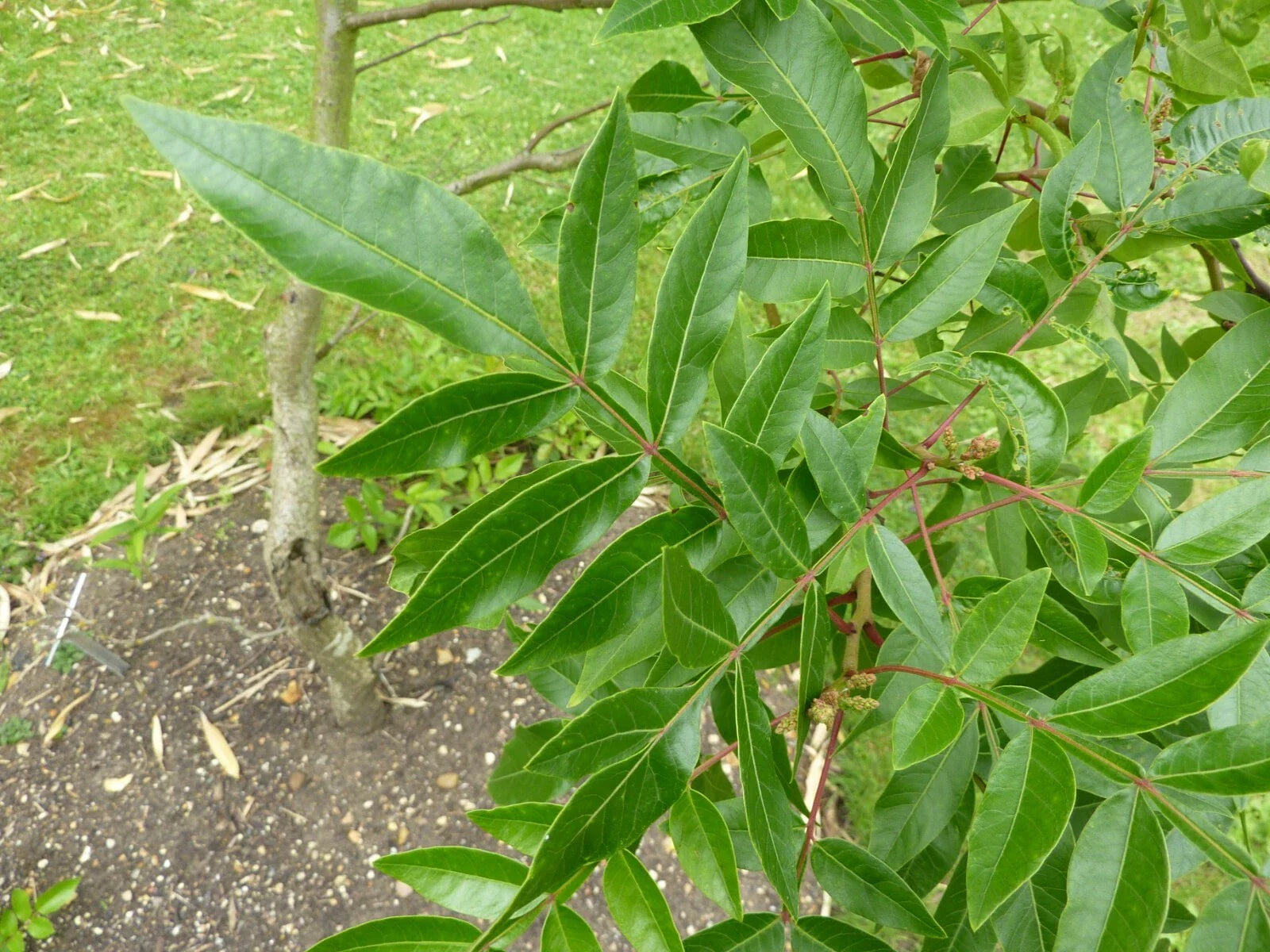 Flameleaf Sumac Seeds - Rhus copallina Native Shrub for Wildlife & Erosion Control - 30 Seeds