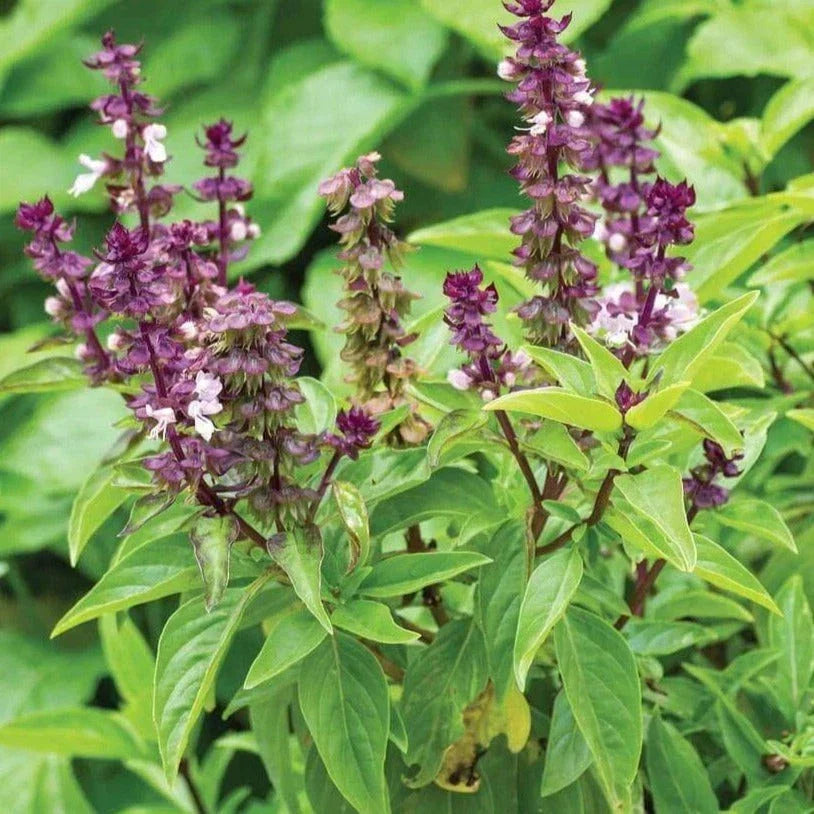 Anise Basil Seeds - Thai Variety, Culinary Herb, Ocimum basilicum Anethole Anisatum, Aromatic, Non-GMO, 2025 Planting