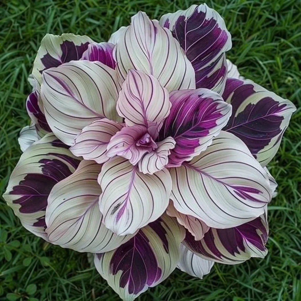 Calathea Seeds - Purple Beauty Variety - Indoor & Outdoor Garden Planting - Calathea 'Purple Beauty'