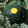 Moon & Stars Watermelon Seeds - Heirloom Non-GMO Citrullus lanatus Seed Packet