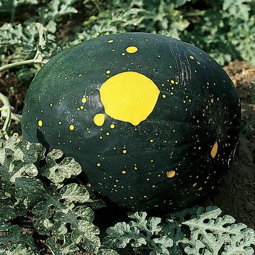 Moon & Stars Watermelon Seeds - Heirloom Non-GMO Citrullus lanatus Seed Packet