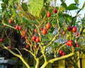 Tomato Tree Bonsai Seeds - Tamarillo Cyphomandra betacea - Compact Plant for Indoor & Outdoor Gardens