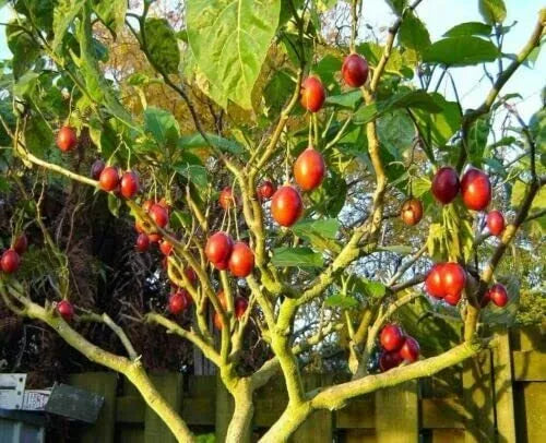 Tomato Tree Bonsai Seeds - Tamarillo Cyphomandra betacea - Compact Plant for Indoor & Outdoor Gardens