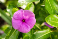Vinca Seeds Set of 100 | Sunsplash Deep Pink Catharanthus roseus Flowering Plant for Gardens & Containers
