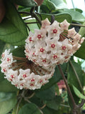 Hoya fungii Plant 2.5" Pot Rare Indoor Houseplant Epiphytic Vine Rooted