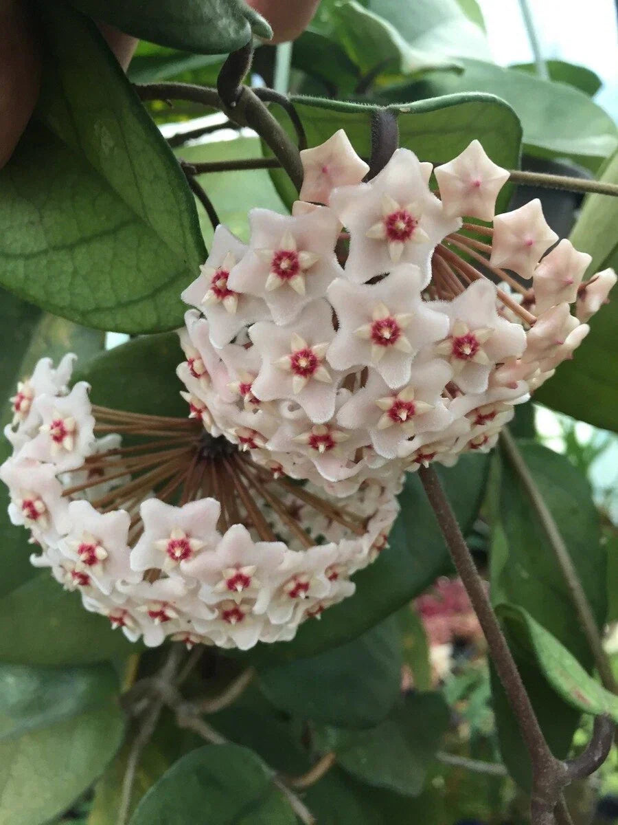 Hoya fungii Plant 2.5" Pot Rare Indoor Houseplant Epiphytic Vine Rooted