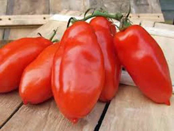 Heirloom Tomato Seeds Garden Collection 6 Pack – Organic, Non-GMO, Heirloom Varieties for Home Gardening – Solanum lycopersicum