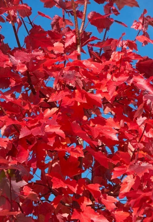 American Red Maple Trees Seedling Saplings 3"-6" Acer rubrum Live Ornamental Shade Trees