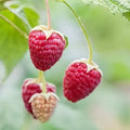 Red Raspberry Seeds - 200 Count, Rubus idaeus, Home Garden, Fruit Seeds, Perennial, Made in USA