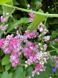 Mexican Creeper Vine Plant 4-Inch Potted Antigonon leptopus Pink Flowers Climbing Privacy Cover Pollinator Attractor