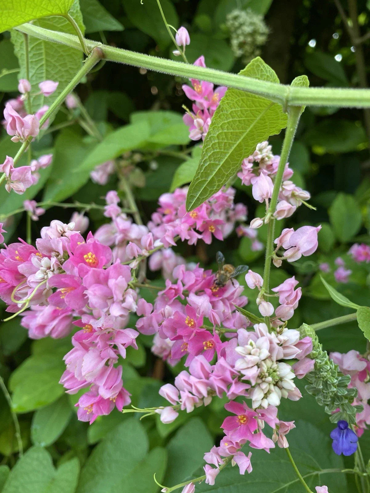 Mexican Creeper Vine Plant 4-Inch Potted Antigonon leptopus Pink Flowers Climbing Privacy Cover Pollinator Attractor