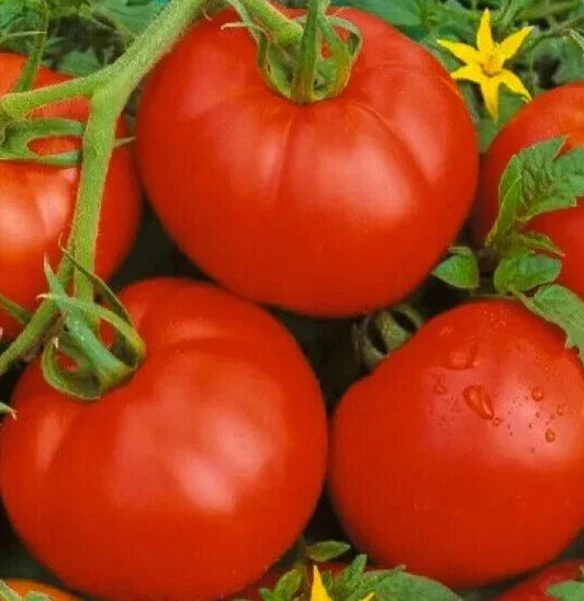 Bonny Best Tomato Seeds - Indeterminate Vegetable Seeds for Sauces & Salads - Lycopersicon esculentum - 100+ Seeds