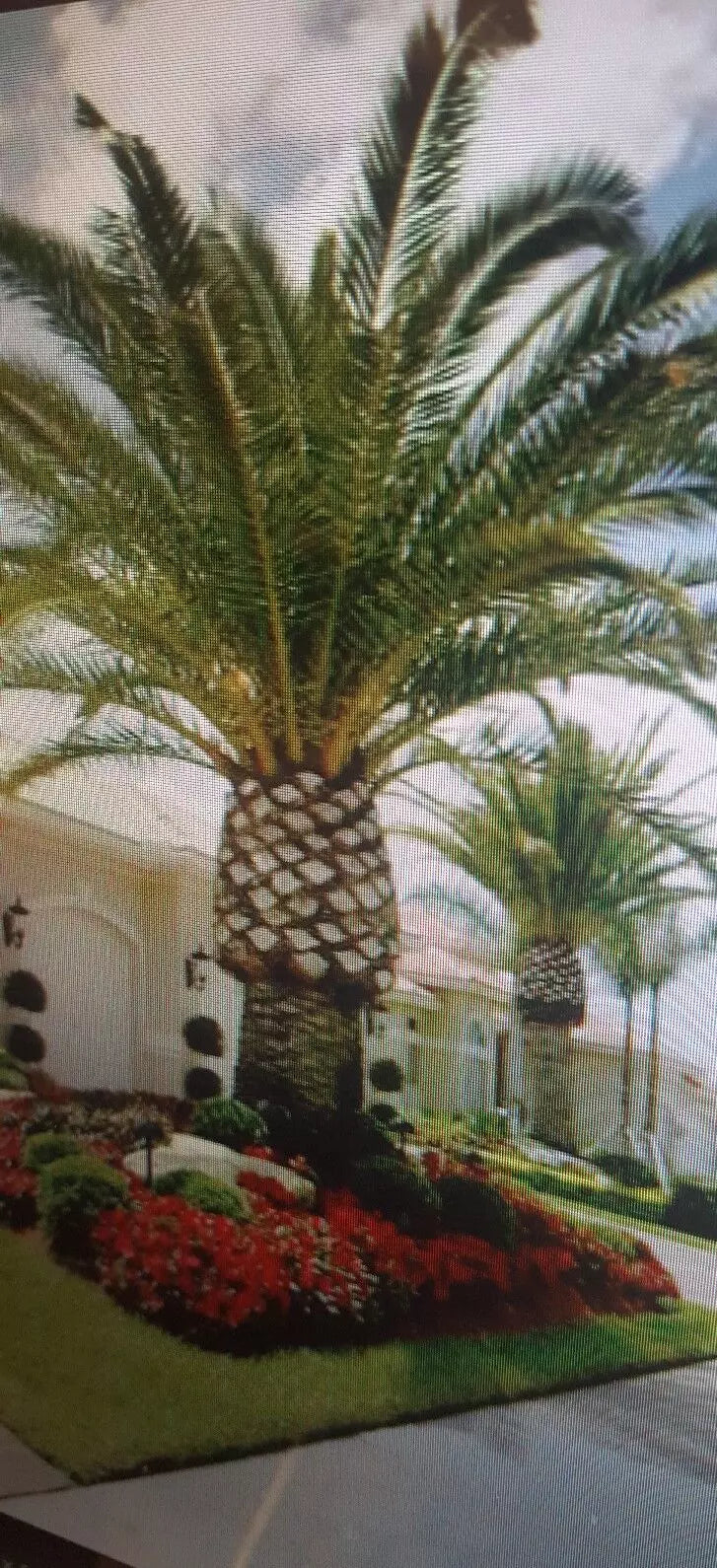 Jerusalem Palm Tree Seeds 12 Pack | Date Palm Seeds | Washingtonia filifera | Tropical Indoor Outdoor Plant Seeds