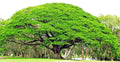 Rain Tree Seeds - Monkey Pod Albizia saman Tropical Flower Rare Seed Variety - 10 Seeds