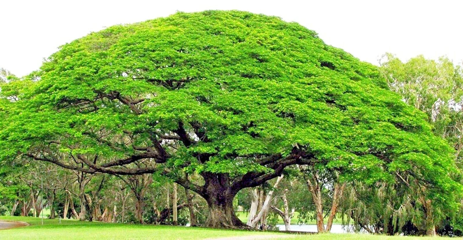 Rain Tree Seeds - Monkey Pod Albizia saman Tropical Flower Rare Seed Variety - 10 Seeds