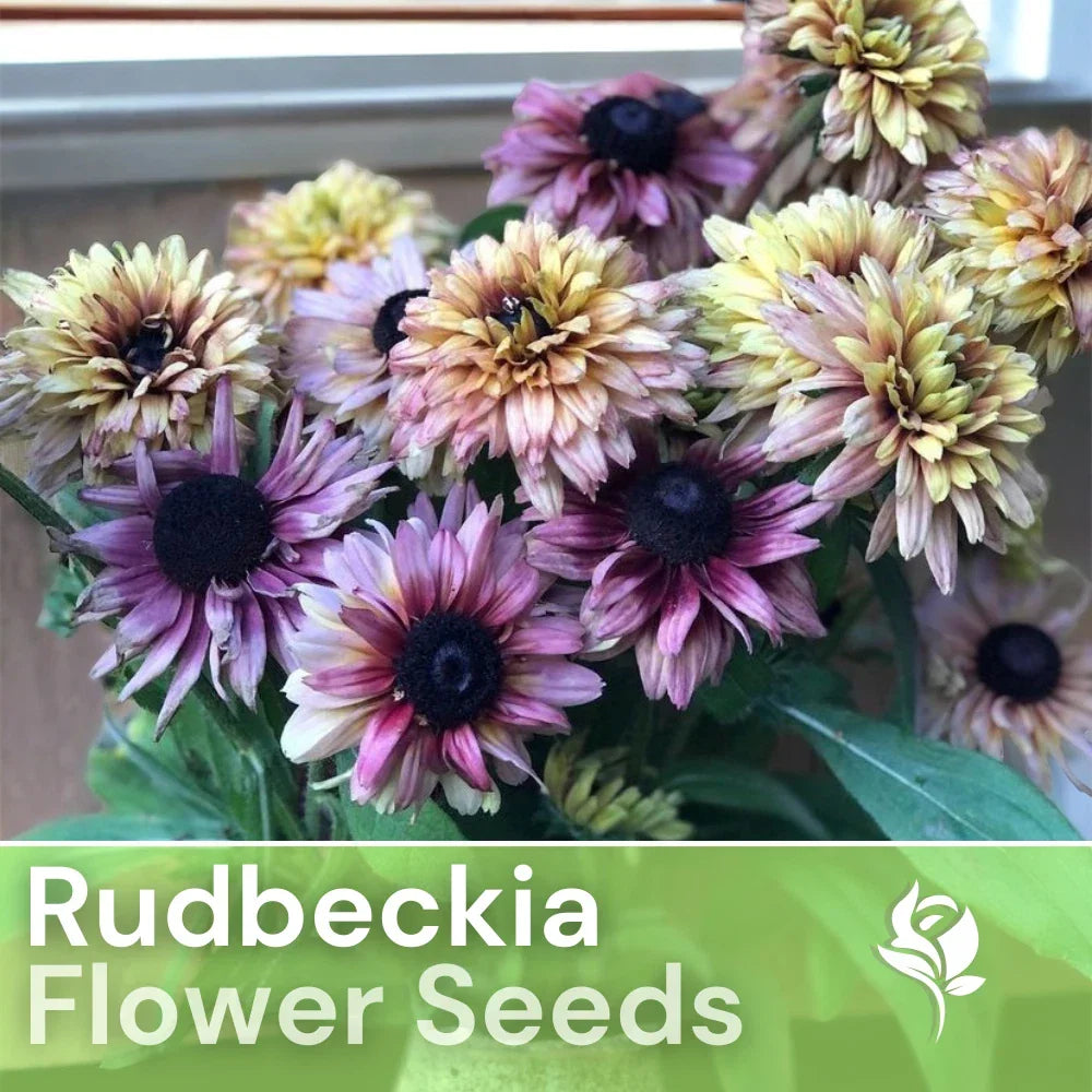 Rudbeckia Seeds - Vintage Mix - Black-Eyed Susan - Annual Flower Seeds for Garden, Borders, and Containers