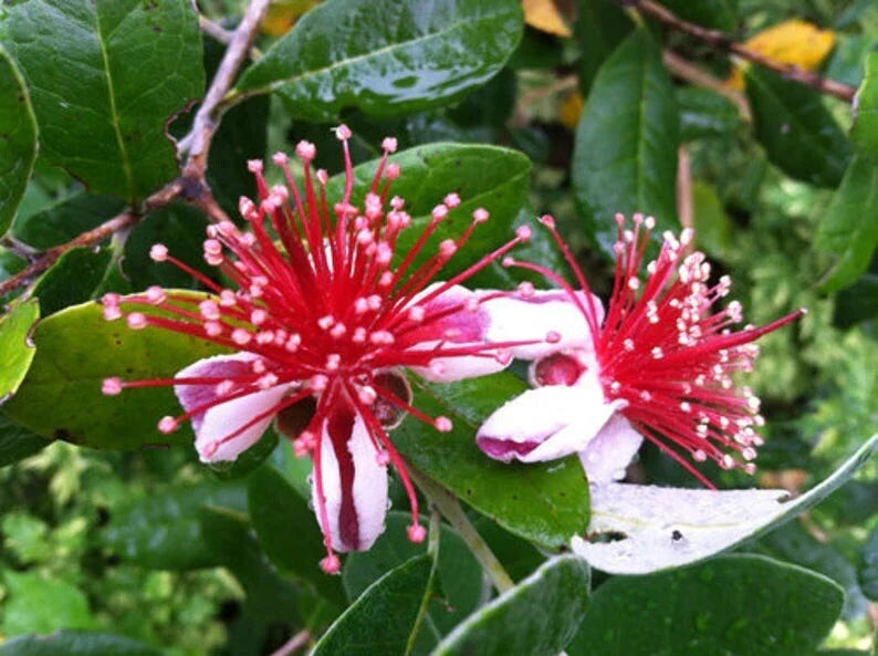 Fresh Pineapple Guava Tree Cuttings – Feijoa sellowiana – 4 Planting Cuttings for Home Gardens