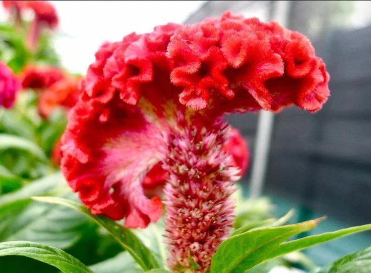 Celosia Cristata Seeds - 63+ Pack, Colorful Cockscomb Flower Seeds for Gardens & Pollinators