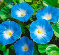 Heavenly Blue Morning Glory Seeds - Ipomoea tricolor Climbing Vine Flower Seeds for Garden, Fences, Trellises, 30 Pack