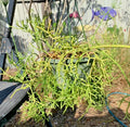 Fresh Rhipsalis Porto Alegre Cuttings – Propagation Plant, Succulent, Trailing Cactus, Rhipsalis baccifera