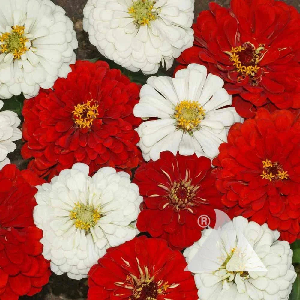 Zinnia Seeds Mix - Red & White Blooms for Butterflies & Hummingbirds - Non-GMO - 200 Seeds - Zinnia elegans