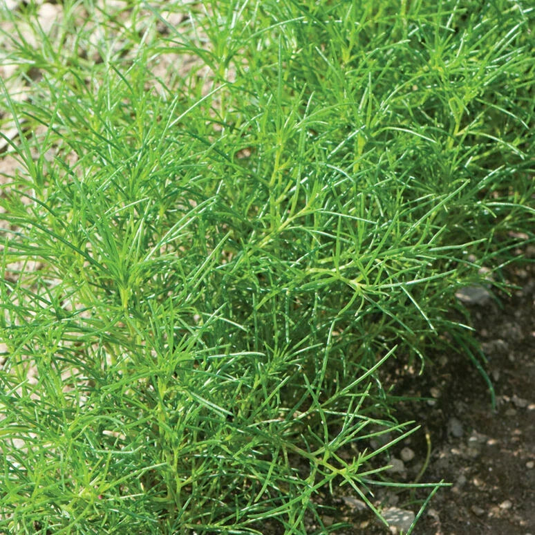 Saltwort Herb Seeds - 30 Non-GMO Seeds for Culinary Use - Salicornia japonica - Compact Herb for Indoor & Outdoor Gardening