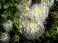 Golden Clematis Seeds for Planting, Clematis tangutica, Climbing Vine, Flowering Perennial Garden Plant, 30 Seeds