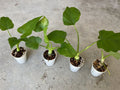 Philodendron Warscewiczii Houseplant in 1.5” Pot – Tropical Aroid with Unique Heart-Shaped Leaves
