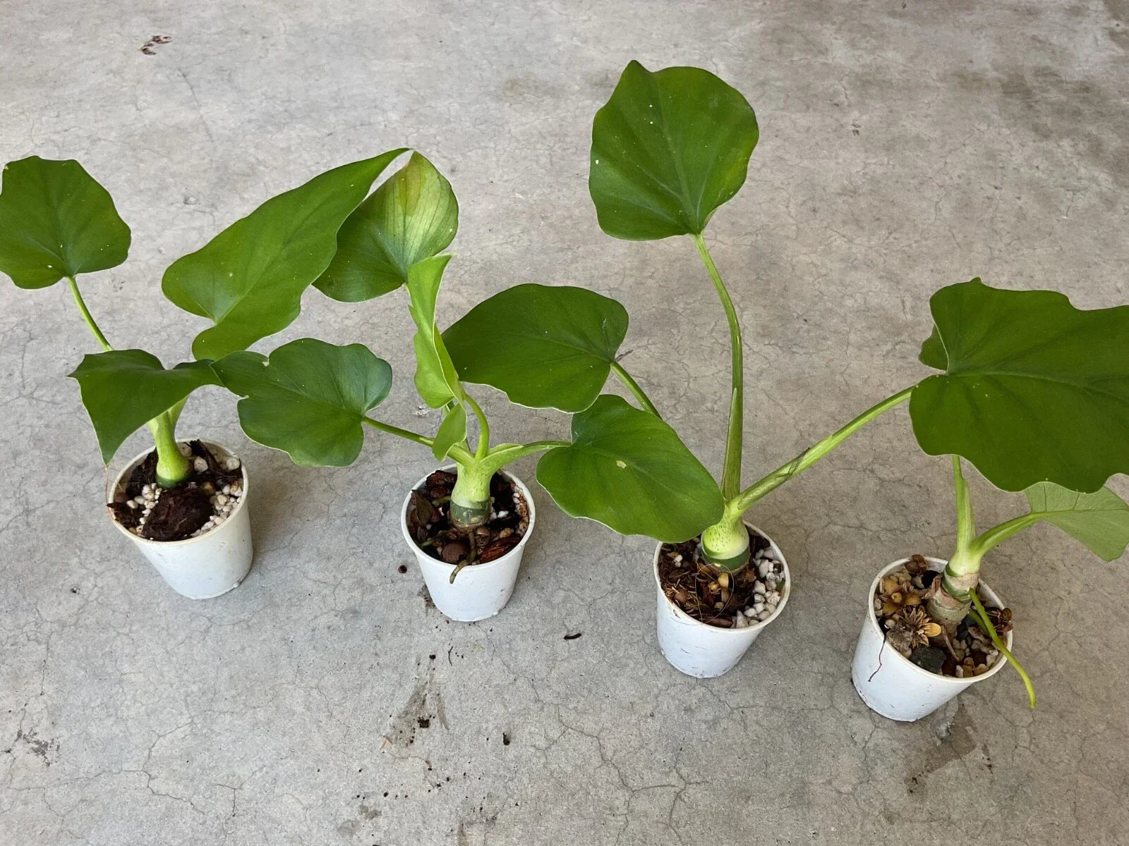Philodendron Warscewiczii Houseplant in 1.5” Pot – Tropical Aroid with Unique Heart-Shaped Leaves