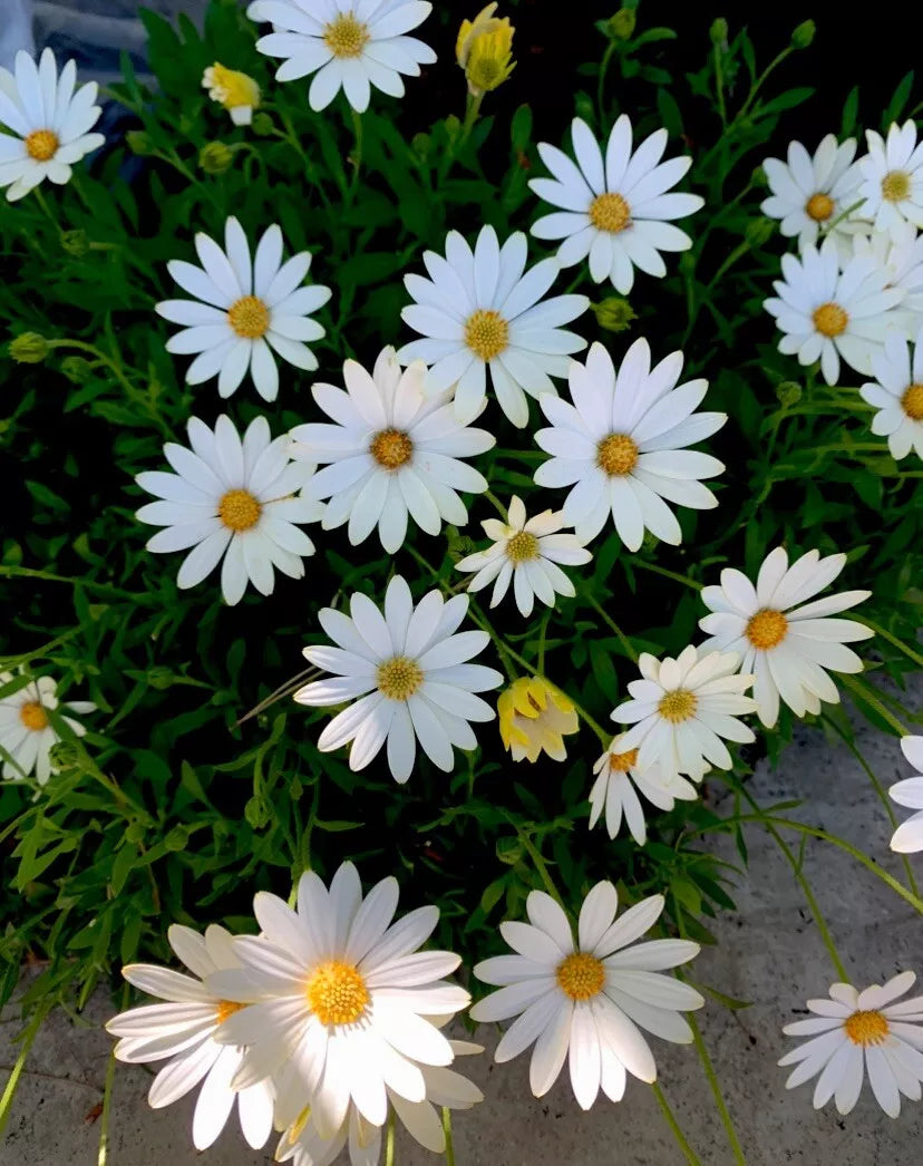 African Daisy Plant Quart Pot - Cream and Yellow Perennial, Osteospermum, Sun-Loving, Low Maintenance Flowering Plant