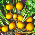 Golden Helios Radish Seeds – Yellow Globe Variety for Spring & Fall Planting, Raphanus sativus, Fast-Growing, Edible Root, 100 Seeds