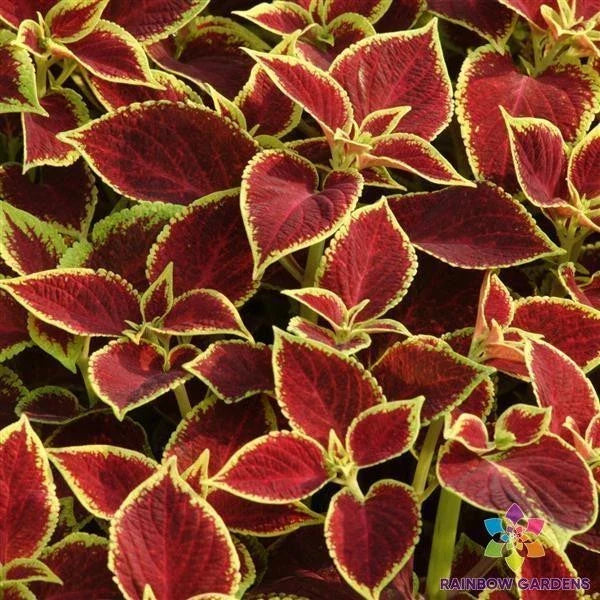Premium Coleus Seeds - Sun Crimson Gold Variety - Vibrant Foliage - Coleus blumei - Garden, Container Planting