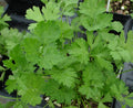 Herb Seed - 500+ Dark Green Italian Parsley Seeds - Petroselinum crispum - Culinary Herb for Cooking & Garnishing