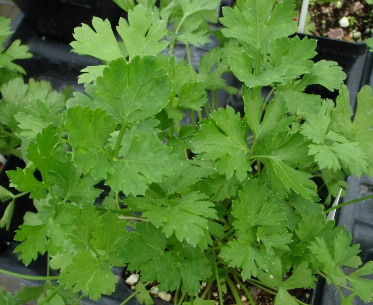 Herb Seed - 500+ Dark Green Italian Parsley Seeds - Petroselinum crispum - Culinary Herb for Cooking & Garnishing