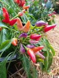 Candlelight Sweet Pepper Seeds - Non-GMO Capsicum annuum for Garden & Container Planting, 25+ Pack