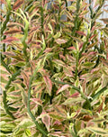 Devil's Backbone Cuttings 8-Pack, Variegated Euphorbia tithymaloides, Organic Succulent Propagation Material