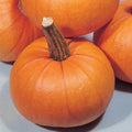 Small Sugar Pumpkin Seeds - Heirloom Cucurbita pepo for Home Garden, Vining, Full Sun, 25 Seeds