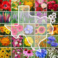 Texas Wildflower Seed Mix - Native Perennials & Annuals for Gardens, Pollinator-Friendly, Non-GMO, 1000 Seeds