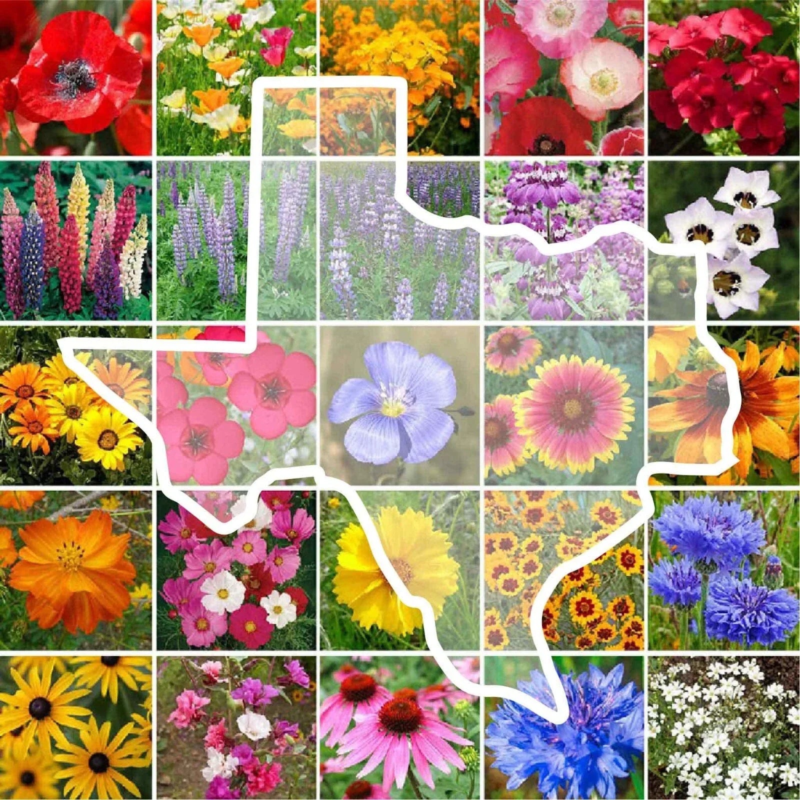 Texas Wildflower Seed Mix - Native Perennials & Annuals for Gardens, Pollinator-Friendly, Non-GMO, 1000 Seeds