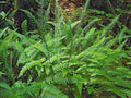 Deer Fern Seeds 1001 Spores Blechnum spicant Hardy Ladder Fern for Shade Garden or Indoor Plant