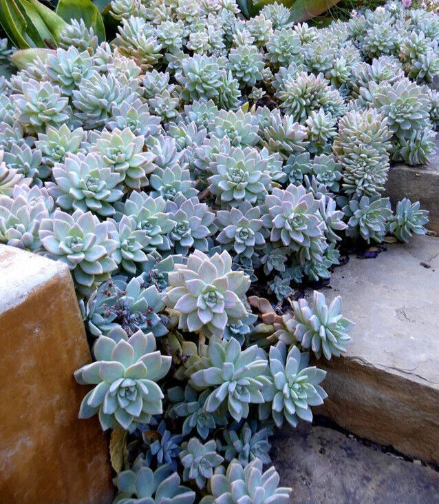 Graptopetalum Paraguayense Unrooted Cutting 10x2" Succulent for Wedding Favors & Floral Design