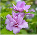 French Cabaret Blush Rose of Sharon Starter Plants, Pink Hibiscus syriacus Cuttings, 2-Pack, Garden Shrubs for Borders & Privacy