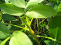 Peanut Seeds 1/2 lb - Arachis hypogaea Non-GMO for Home Garden, Patio Pots, Raised Beds