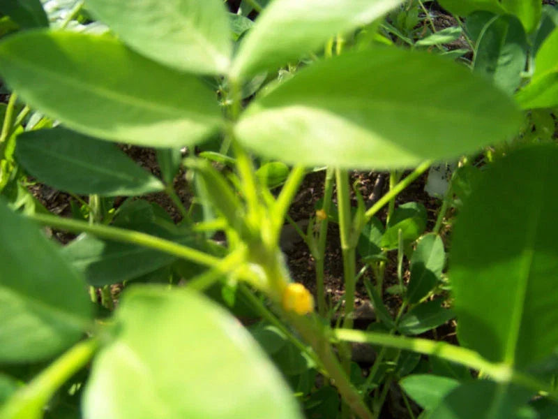 Peanut Seeds 1/2 lb - Arachis hypogaea Non-GMO for Home Garden, Patio Pots, Raised Beds