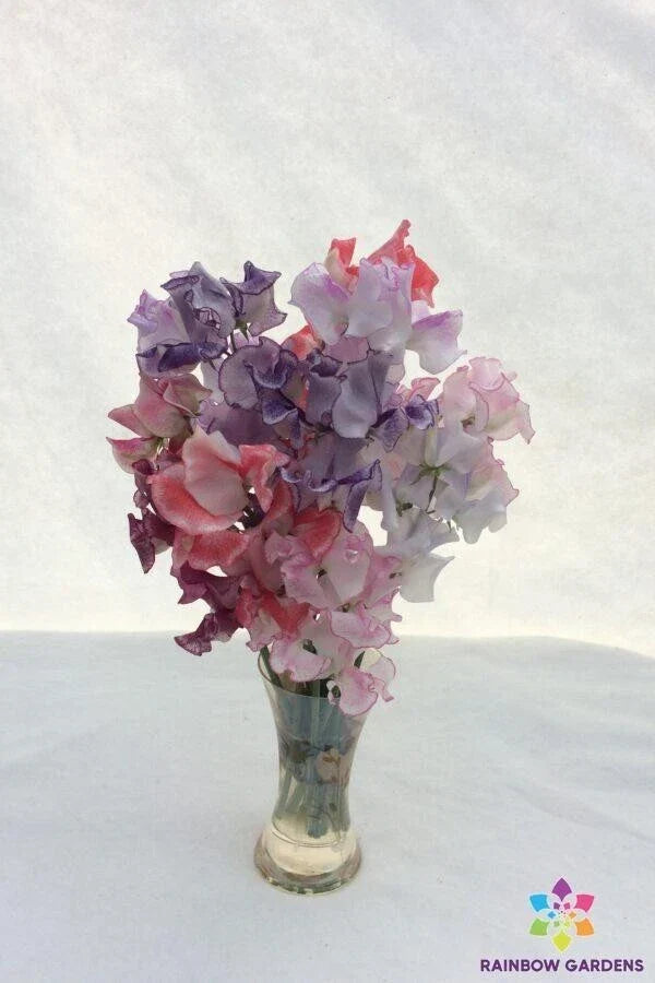 Sweet Pea Seeds Striped Mixture - Lathyrus odoratus - Garden Climbing Vine, Fragrant Blooms, 50+ Seeds