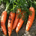 Scarlet Nantes Carrot Seeds - 500+ Count, French Parisian Red, Daucus carota, Sweet Crunchy Root Vegetable Seed Packet